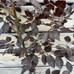 Buk lesný (Fagus sylvatica) ´PURPUREA´ - výška 80-100 cm, kont. C7.5L 